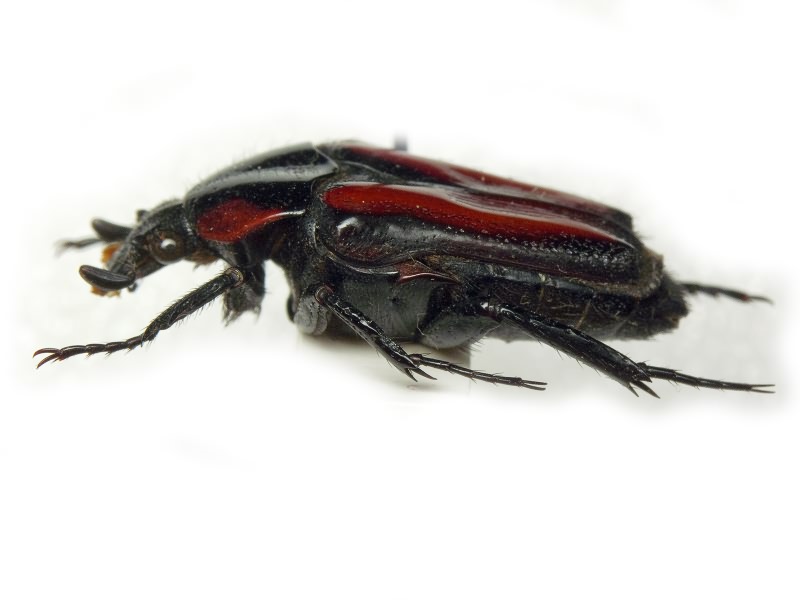 Scarabaeidae Latreille, 1802